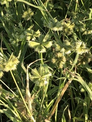 Dactyloctenium radulans