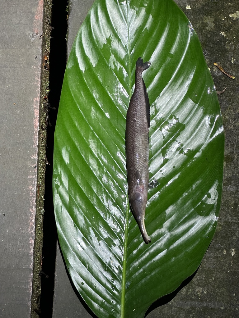 Sickle-snouted mormyrid (Mormyrops zanclirostris) — Mormyridae