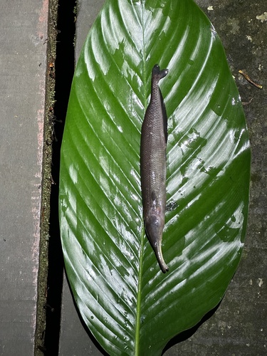 Sickle-snouted mormyrid (Mormyrops zanclirostris) — Mormyridae