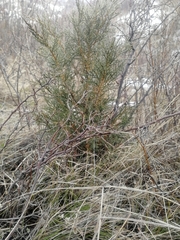 Juniperus pseudosabina