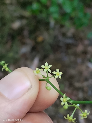Leafless Swallow-wort (Orthosia scoparia)