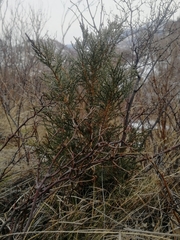 Juniperus pseudosabina