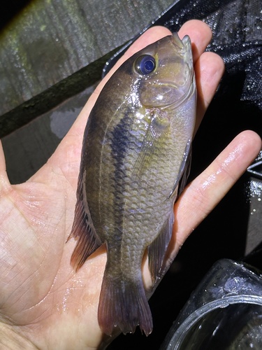 Congo cichlid (Heterochromis multidens) — Cichlidae — 4