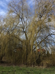 Salix