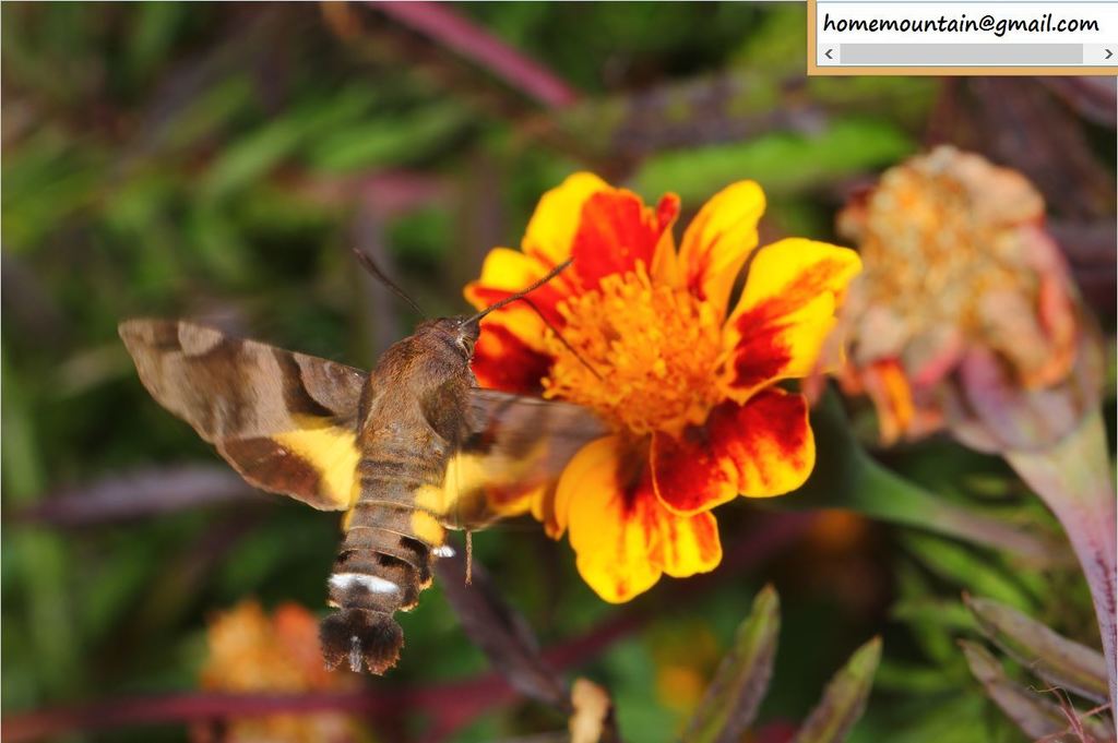 Himalayan Hummingbird Hawkmoth