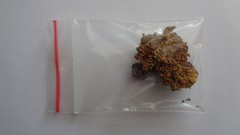 Xanthoria parietina