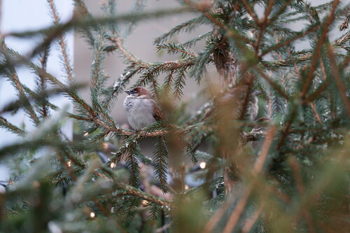 Haussperling