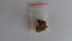 Xanthoria parietina