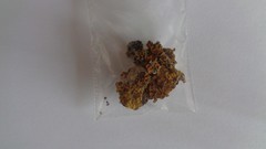 Xanthoria parietina