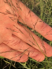 Eragrostis cylindriflora