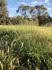 Eragrostis cylindriflora