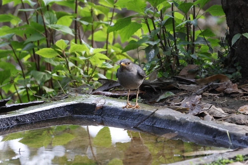 Tickell's Thrush (Turdus unicolor), photo 7