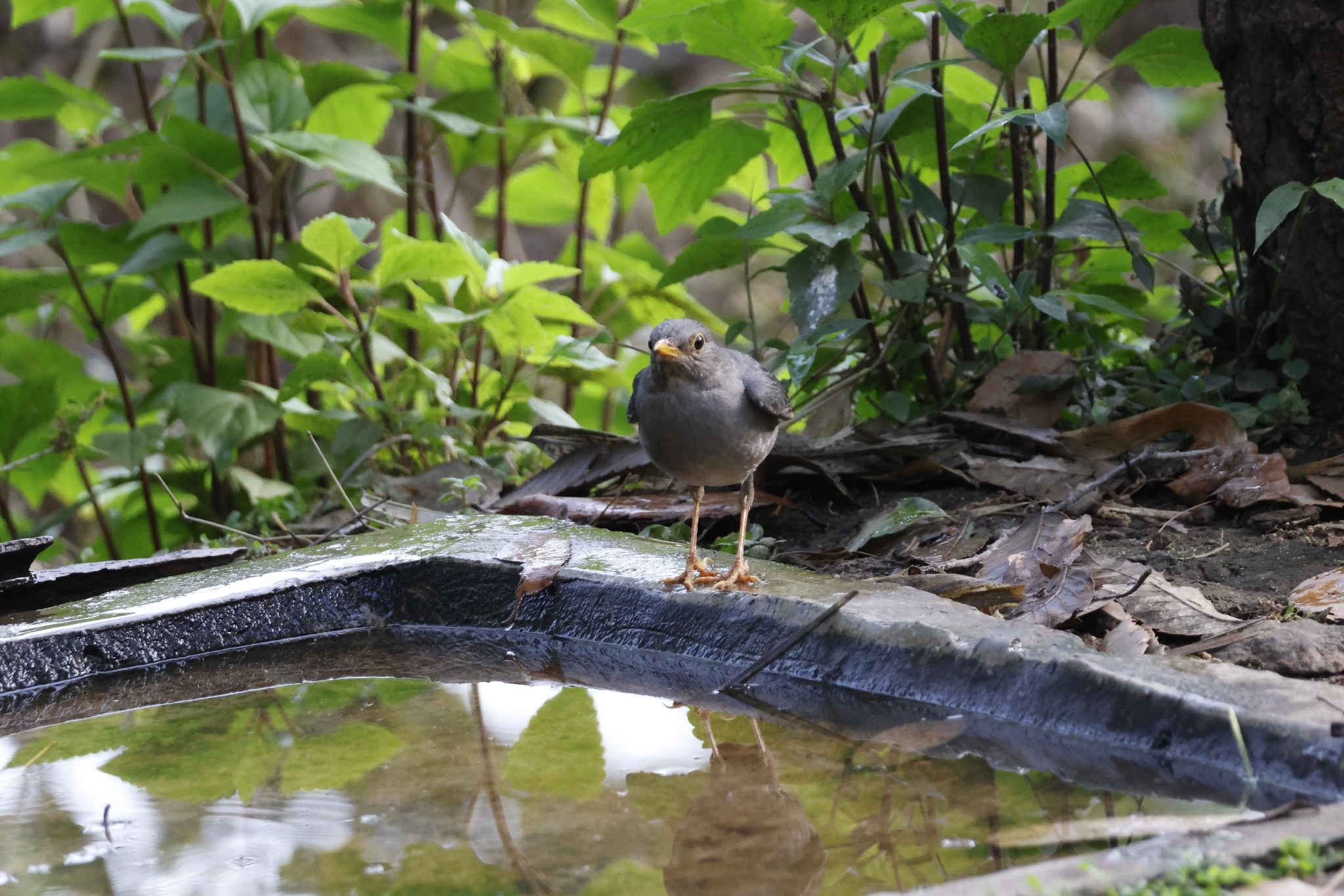 Tickell's Thrush (Turdus unicolor), photo 5