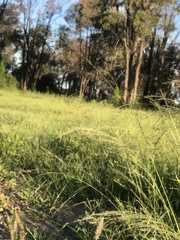 Eragrostis cylindriflora