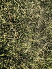 Enteropogon acicularis