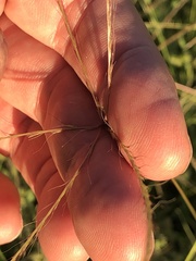 Enteropogon acicularis