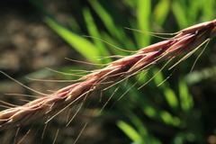 Elymus dahuricus