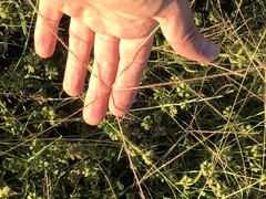 Enteropogon acicularis