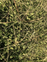 Enteropogon acicularis