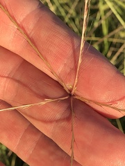 Enteropogon acicularis