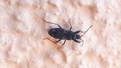 Eremocoris fenestratus