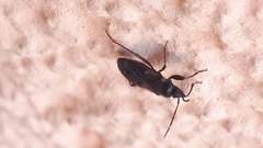 Eremocoris fenestratus