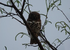 Glaucidium capense