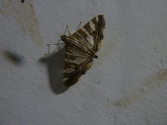 Glyphodes stolalis