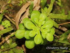 Sedum formosanum