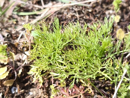 Field Love-in-a-mist (Nigella arvensis)