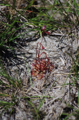 Drosera natalensis image