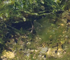 Ophiocoma scolopendrina