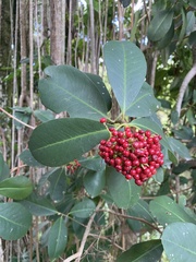 Wallenia laurifolia, photograph (c) Dairon Cuevas Riveras, some rights reserved (CC BY-SA)