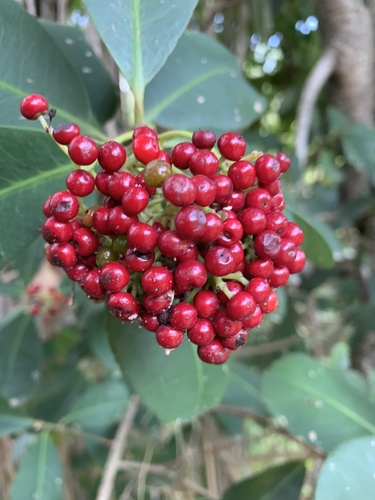 Wallenia laurifolia, photograph 5