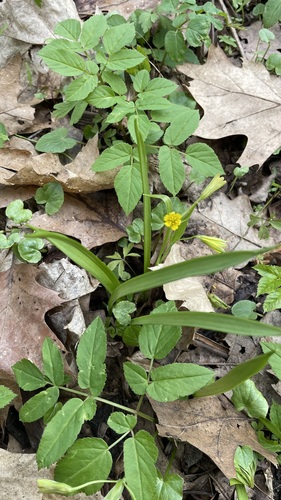 Yellow Star-of-Bethlehem
