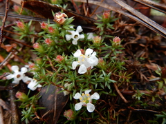 Pyxidanthera barbulata