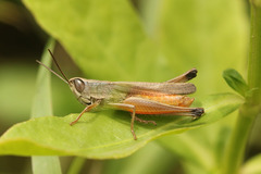 Amblytropidia australis
