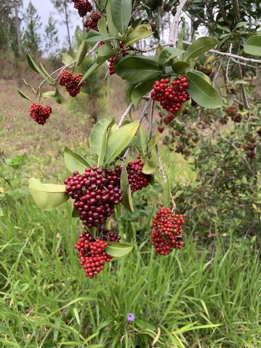 Wallenia laurifolia
