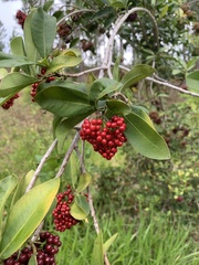 Wallenia laurifolia, photograph (c) Dairon Cuevas Riveras, some rights reserved (CC BY-SA)