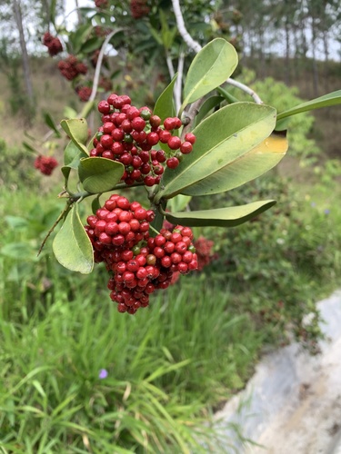 Wallenia laurifolia, photograph 3
