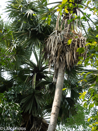 Asian Palmyra Palm (Borassus flabellifer)