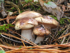 Suillus placidus