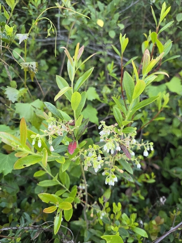 Gaylussacia mosieri, photograph 6