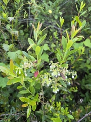 Gaylussacia mosieri, photograph (c) Scott Allen Davis, some rights reserved (CC BY)
