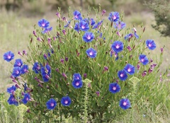 Ipomoea stans