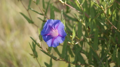 Ipomoea stans