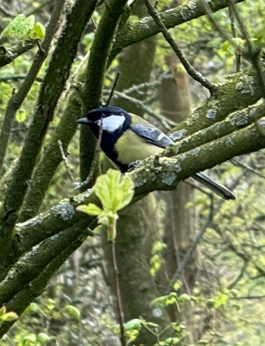 Great Tit