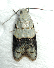 Tracholena sulfurosa