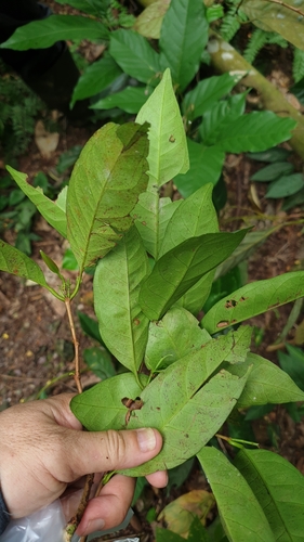 Syzygium polyanthum, photograph 2