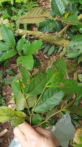 Syzygium polyanthum, photograph 3